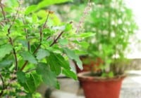 Health Benefits of Basil Leaves and Seeds (Tulsi); Herbal Plant