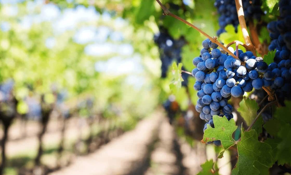 grapes contains antioxidants